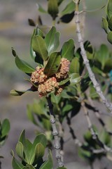 Hyaenanche globosa