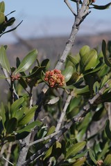 Hyaenanche globosa