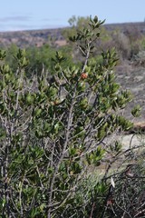 Hyaenanche globosa