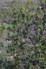 Hyaenanche globosa