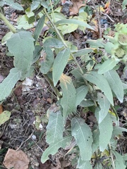Silphium asperrimum