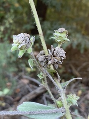 Silphium asperrimum