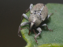 Tychius meliloti