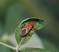 Graptostethus servus