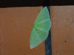 Tanaoctenia haliaria