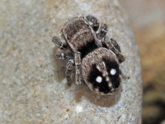 Attulus penicillatus