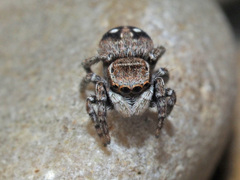 Attulus penicillatus