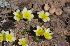 Moraea luteoalba