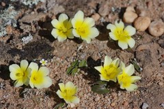 Moraea luteoalba