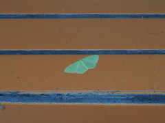 Tanaoctenia haliaria