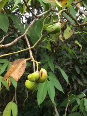 Tabernaemontana thurstonii