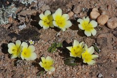 Moraea luteoalba
