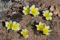 Moraea luteoalba