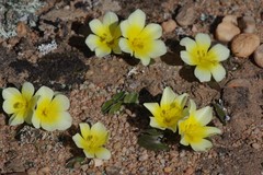 Moraea luteoalba