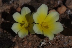 Moraea luteoalba