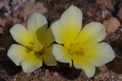 Moraea luteoalba