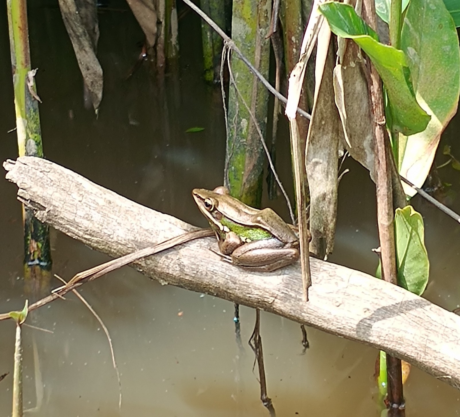 Northern Caped Frog