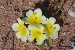 Moraea luteoalba