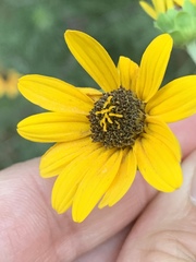 Helianthus silphioides