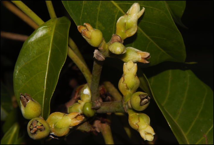 Canarium ovatum