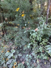 Helianthus silphioides
