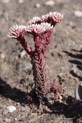 Crassula alpestris
