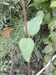 Helianthus silphioides
