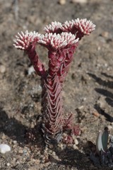Crassula alpestris