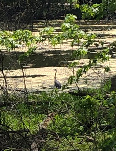 Great Blue Heron photographed in Minnesota