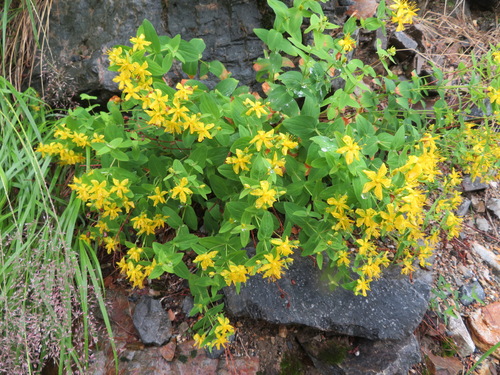 Hypericum kamtschaticum (Hypericum kamtschaticum)