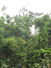 Tabernaemontana thurstonii