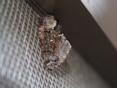 Cosmotriche discitincta