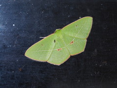 Tanaoctenia haliaria