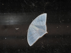 Ditrigona triangularia