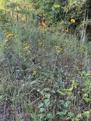 Helianthus silphioides