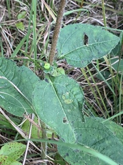 Helianthus silphioides