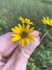 Helianthus silphioides