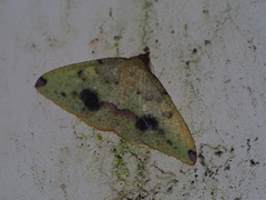 Heterolocha