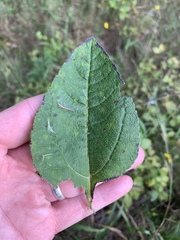 Helianthus silphioides
