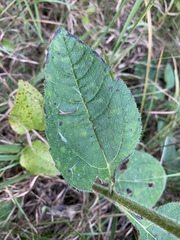 Helianthus silphioides