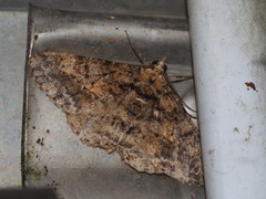 Alcis taiwanovariegata