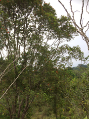 Metrosideros collina