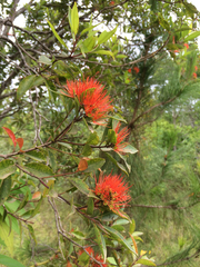 Metrosideros collina