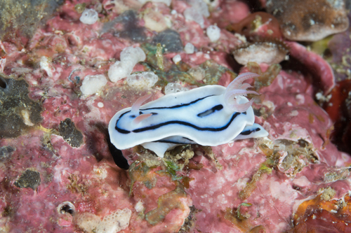 Photo of Loch's chromodoris (Chromodoris lochi)