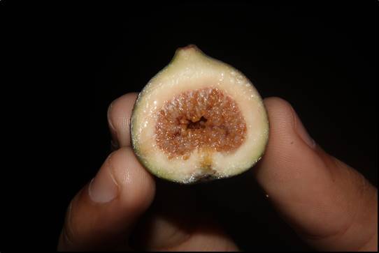 Ficus nota