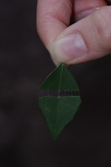 Maytenus acuminata