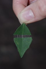 Maytenus acuminata