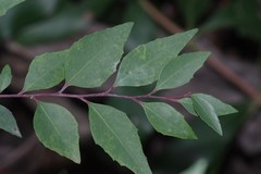 Maytenus acuminata