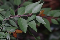 Maytenus acuminata
