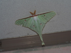 Actias neidhoeferi